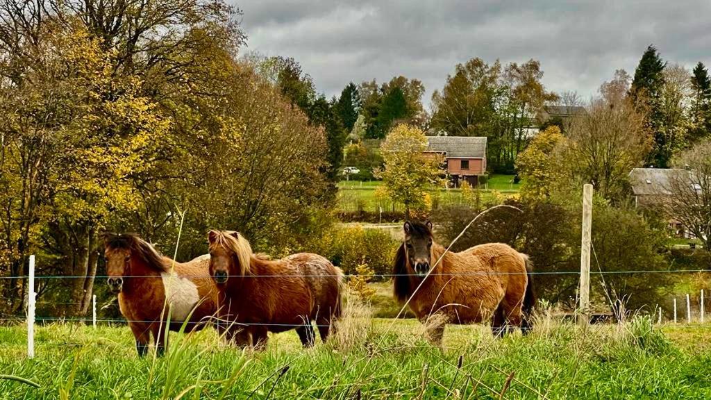 La Maison Attila En Ardennes Libin Buitenkant foto
