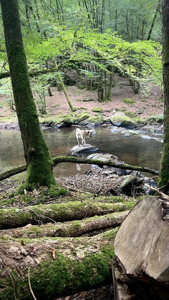 La Maison Attila En Ardennes Libin Buitenkant foto